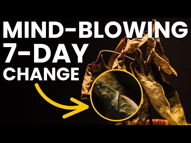 Mind Blowing 7-Day Change in Just 28 Seconds! | Jackfruit Timelapse