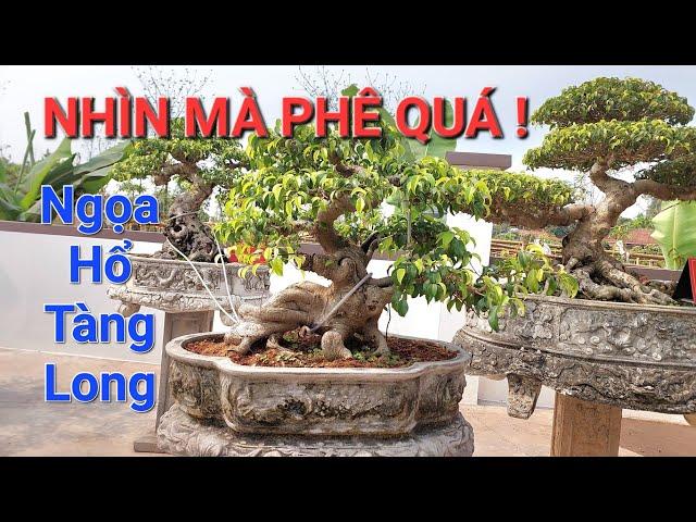 ĐỒ QUÝ vườn Bonsai ĐỨC HUY vào đúng dịp mùa xuân PHÊ QUÁ * Lục Nam - Bắc Giang - đt : 0384252361 *.