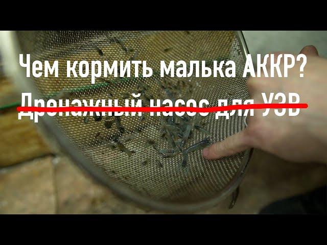 Чем кормить малька австралийского рака. Дренажный насос для УЗВ. Осетр.