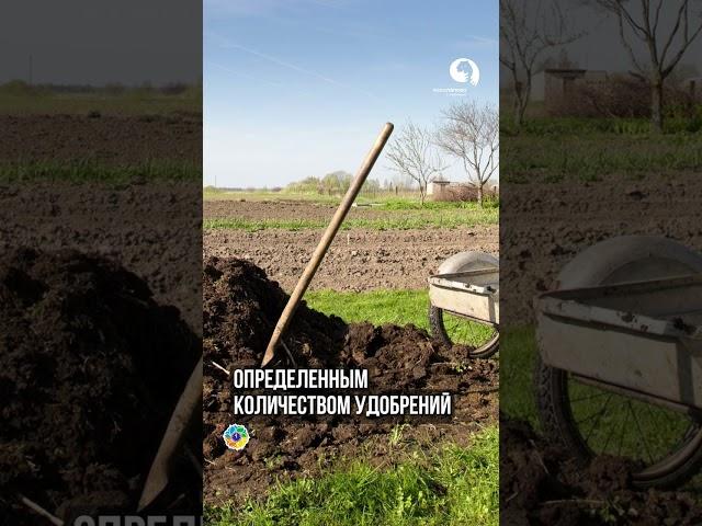 Правильная посадка Розы #сад #цветы #garden