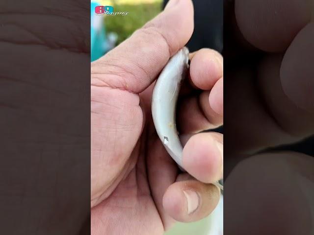現釣上來的果然最好吃...#Shorts
