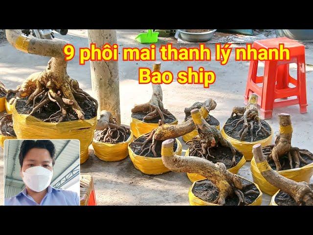 Cương ️0394117419 Giao lưu 9 phôi mai vàng hoa 6 12 cánh giá từ 200k (11/04)#cuongmaivangchogao