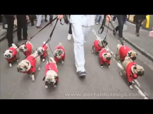 Hotels.com - "Welcome Rewards" - Comercial de TV - Propaganda com Pug