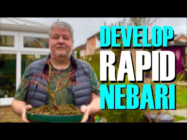 Develop Rapid Nebari and Root Flare on your Bonsai