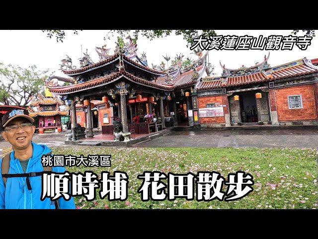 大溪蓮座山觀音寺、順時埔農村花田 (桃園市大溪區)