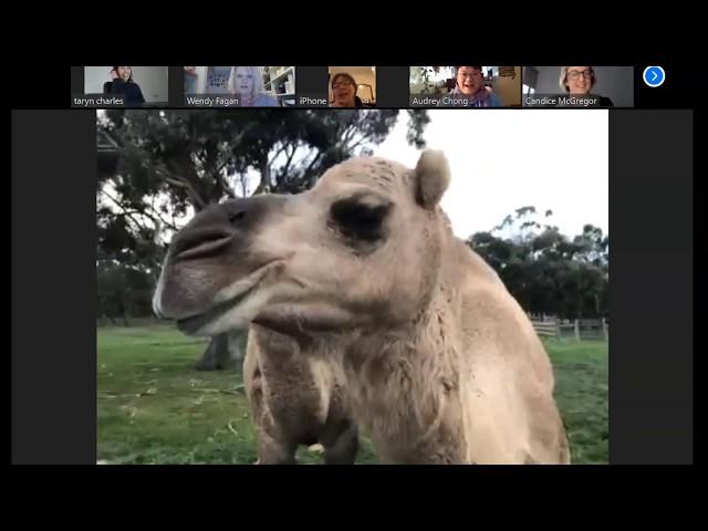 Milkshake & Catapult the rescue camels in a Zoom Meeting - Galahad's Animal Sanctuary.