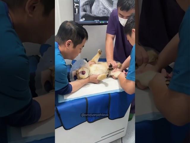 One yearly vaccination!🫵#cat #cats #catvideos #animals #catshorts #funny