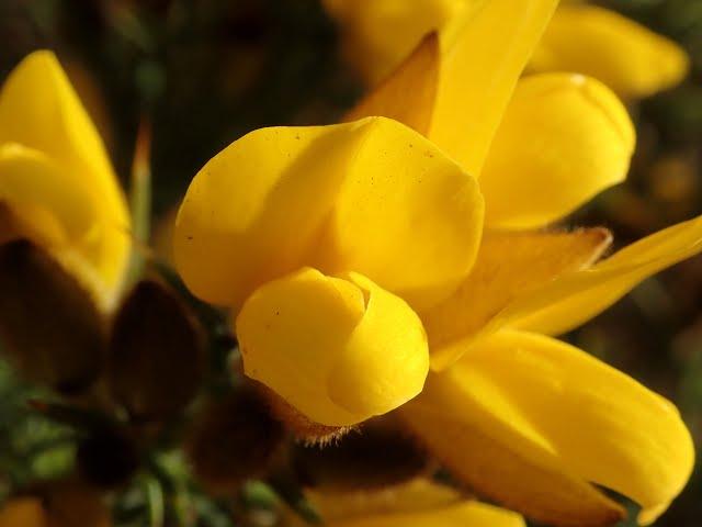 Gorse (Ulex europaeus)