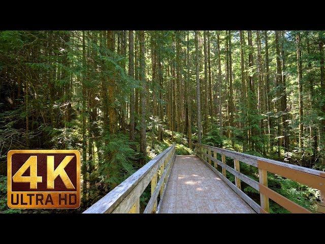 4K UHD Virtual Hike in the Forest - Middle Fork Trail, Snoqualmie | Part 2 - 3.5 HRS Piano Music