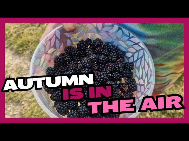 Blackberry Picking CHATTY VIDEO #blackberries #endofsummer