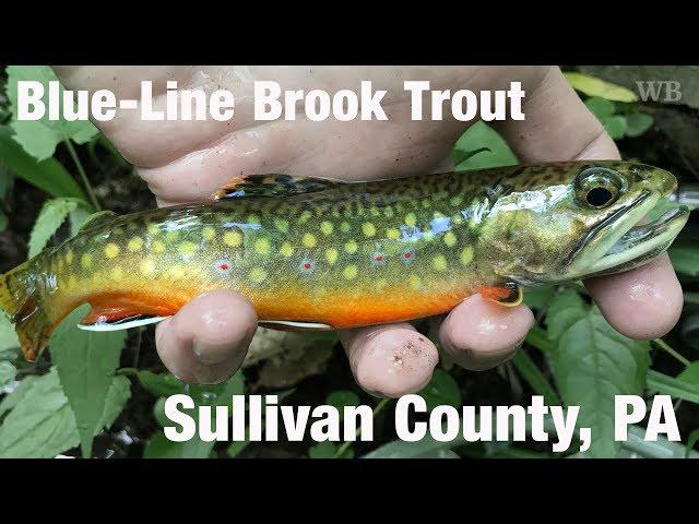 Fly Fishing Blue-Line Brook Trout, Sullivan County, PA - Wooly Bugged