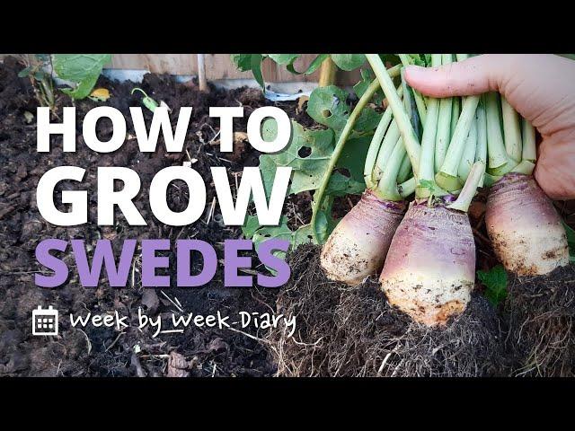 How to Grow Swedes | a Week by Week Guide