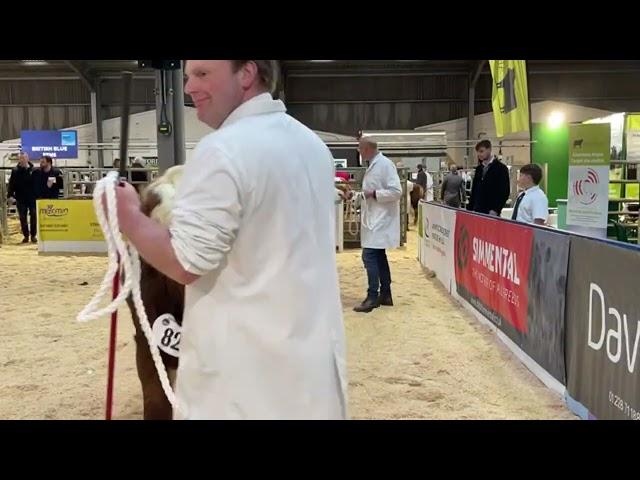 Simmental Judging at Agr Expo 28th October’22