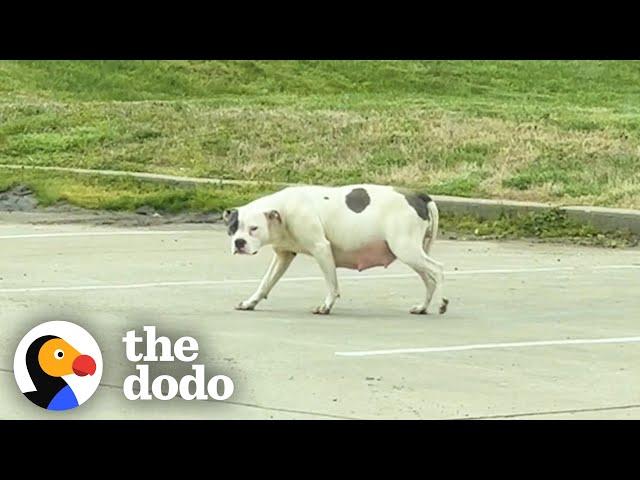 Woman Spots VERY Pregnant Pittie All By Herself | The Dodo