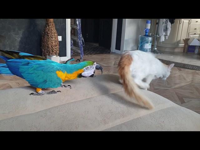 The parrot says to the cat "on concepts". Cool video! Cat nihilists parrot and a fighter.