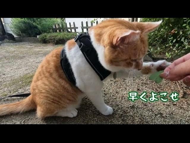 猫武将と呼ばれた猫の日常