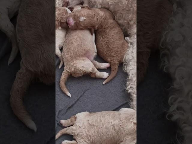 11 kwietnia 2020  - 5 dni  Lagotto Romagnolo Canis Dulcis