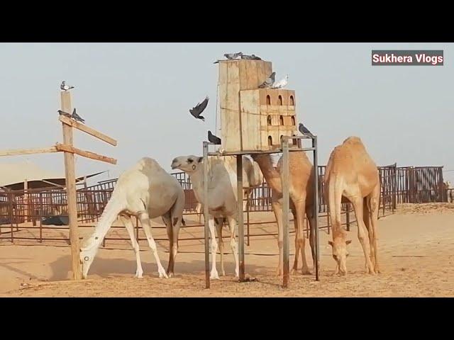 Visit in Camel Farm in Saudi Arabia I Beautiful Camel Farm I Camel Milk I Sukhera Vlogs