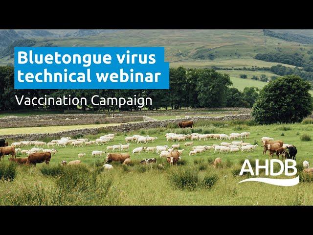 Bluetongue Virus - Vaccination Campaign | AHDB Webinar