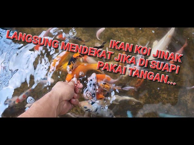 Kasih Makan Ikan Koi Jinak Di Suapin Dengan Tangan