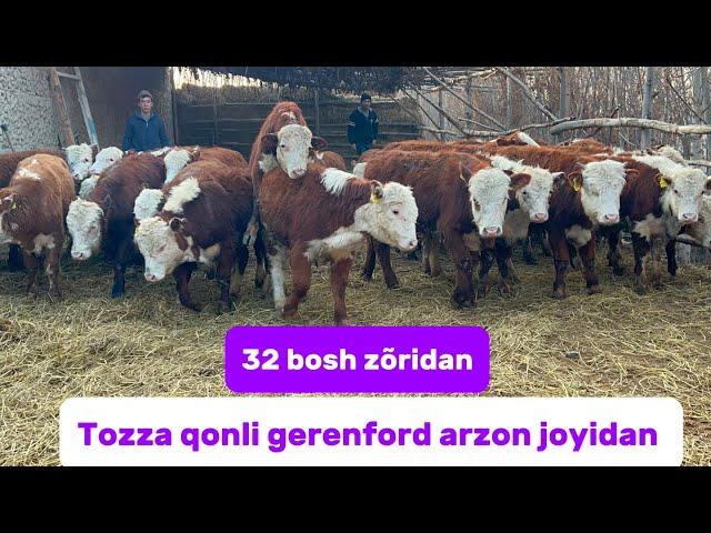 Qozoģistondan tozza qonli Gerenford buqalar keldi.Narhlar arzon bõldi.