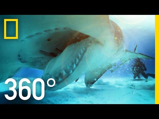 360° Great Hammerhead Shark Encounter | National Geographic