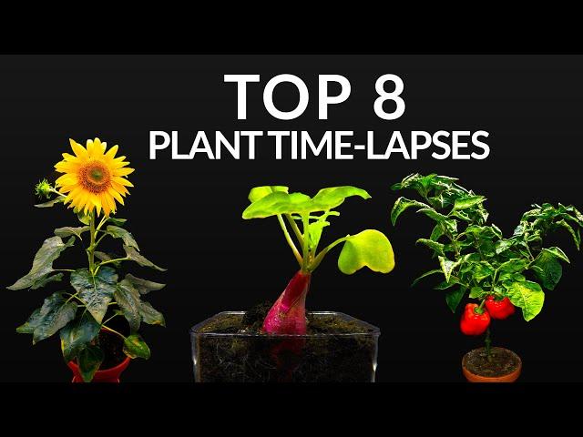 384 Days in 8 Minutes - TOP 8 Plant Growing Time-lapses