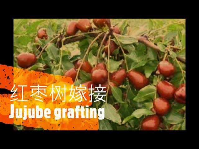 How to graft jujube trees?  This is the best way.   枣树嫁接￼