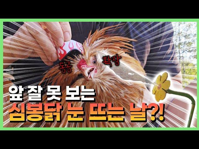 결국 우리집 장닭을 잡았습니다 ㅋㅋㅋㅋㅋ #선물