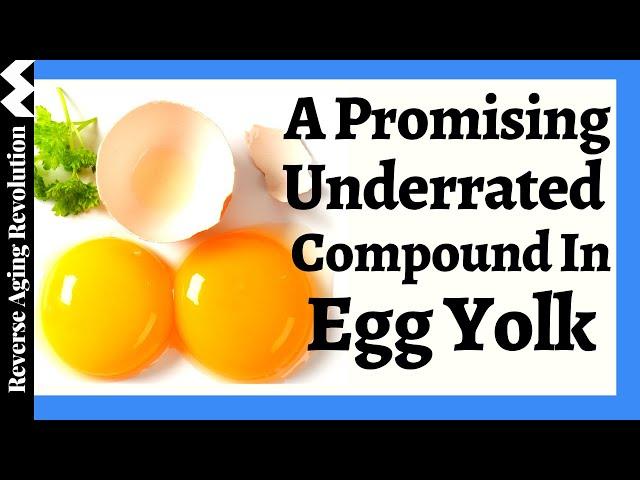 A Promising Compound In Egg Yolk Targets Multiple Pathways To Restore Our Cellular Health