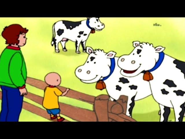 Caillou em Português  Episódios Completos  Caillou e os cachorrinhos  Desenho Animado 