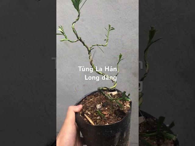 Shohin bonsai small bonsai mini bonsai art. Tùng La Hán bonsai nghệ thuật 