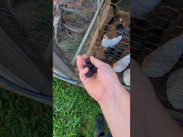Will The Chickens Eat These Black Berries? #chickenfood