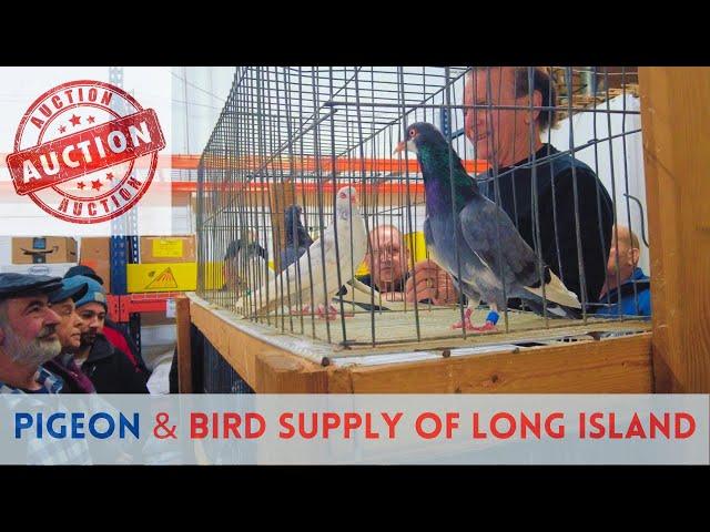 The Best [PIGEON Auction] -  Long Island, NY