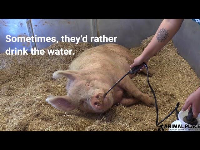 How Rescued Pigs Stay Cool