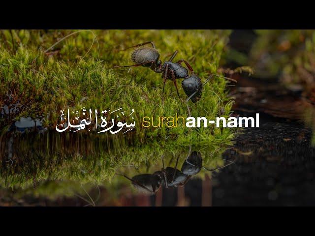 Surah An-Naml سورة النمل في شيخ حني رفاعي | Tadabbur Daily