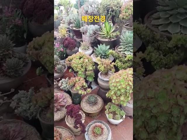 마지막 넌 누구니? #청주다육  #多肉植物  #succlents