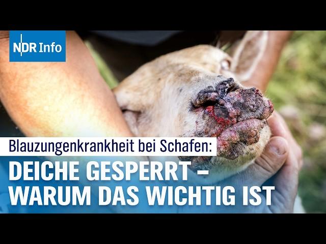 Deiche gesperrt wegen Blauzungenkrankheit – Was ihr jetzt wissen müsst | NDR Info