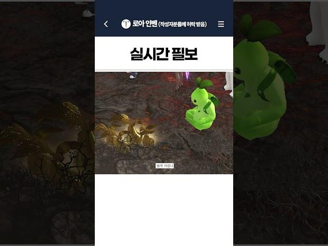 실시간 필보 #로스트아크