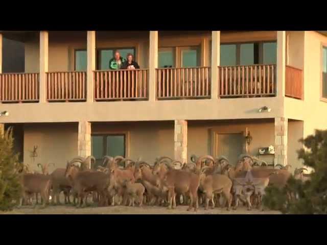 Aoudad Sheep Man (Texas Country Reporter)