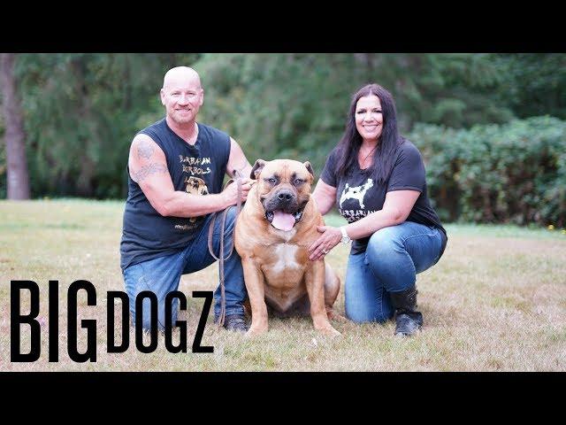 Barbarian Boerboels – The 200lb ‘Dogs Of War’ | BIG DOGZ