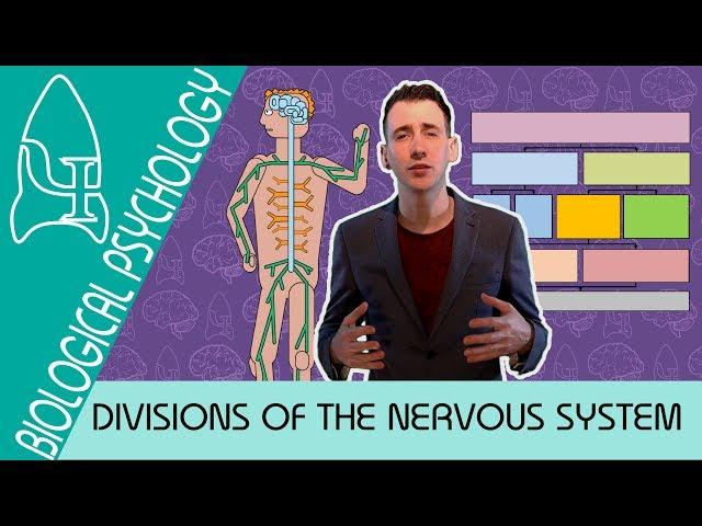 Divisions of the Nervous System - Biological Psychology [AQA ALevel]