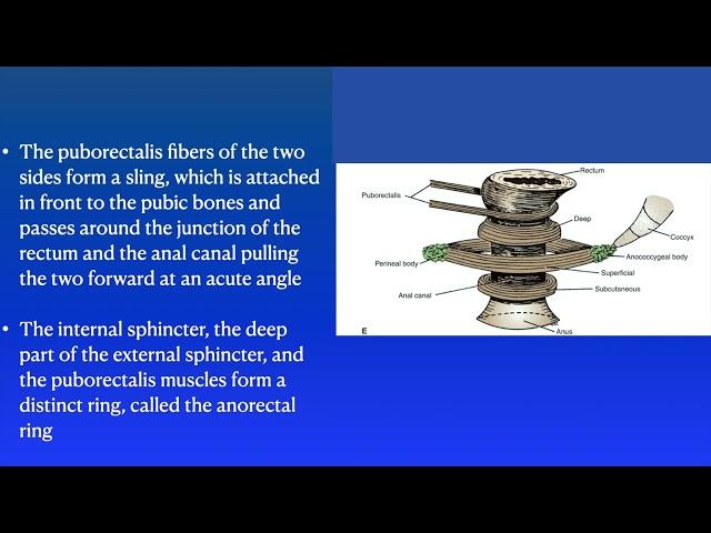 Anal canal anatomy