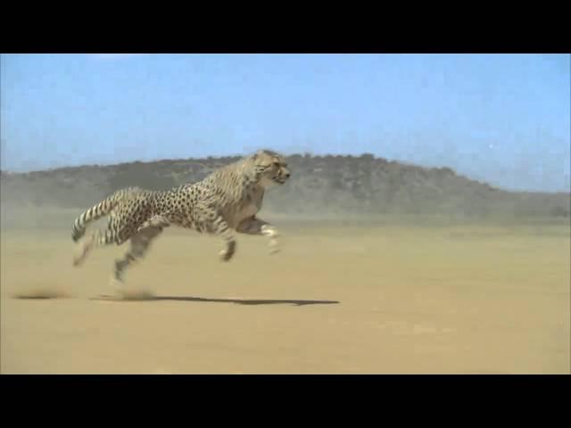 Cheetah running reference