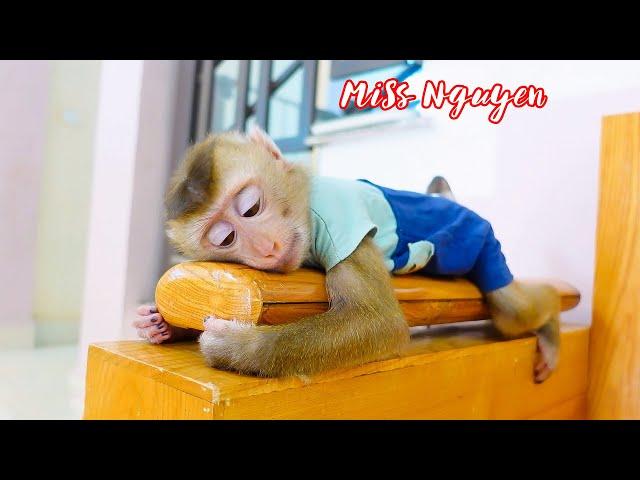 Monkey Pupu misses and waits for baby Nguyen