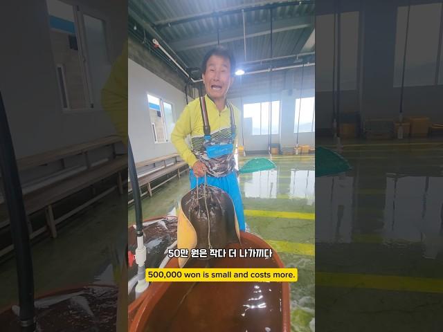 급 화제전환은 가오리가 최고지 #남해 #가오리 #경매장 #활어 #자연산