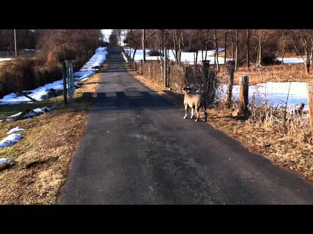 Pit Bull learns what an invisible fence is