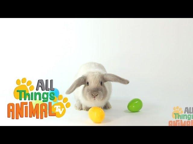 * RABBIT * | Animals For Kids | All Things Animal TV