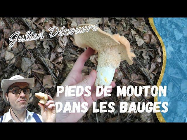 Des pieds de Mouton en Savoie