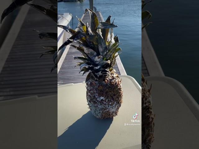 A proper service for epic pineapple